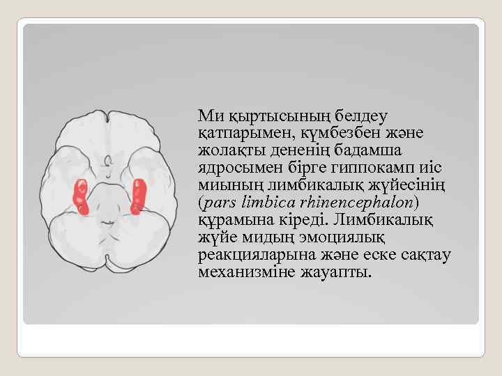 Ми қыртысының белдеу қатпарымен, күмбезбен және жолақты дененің бадамша ядросымен бірге гиппокамп иіс миының