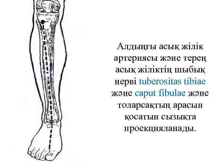 Алдыңғы асық жілік артериясы және терең асық жіліктің шыбық нерві tuberositas tibiae және caput