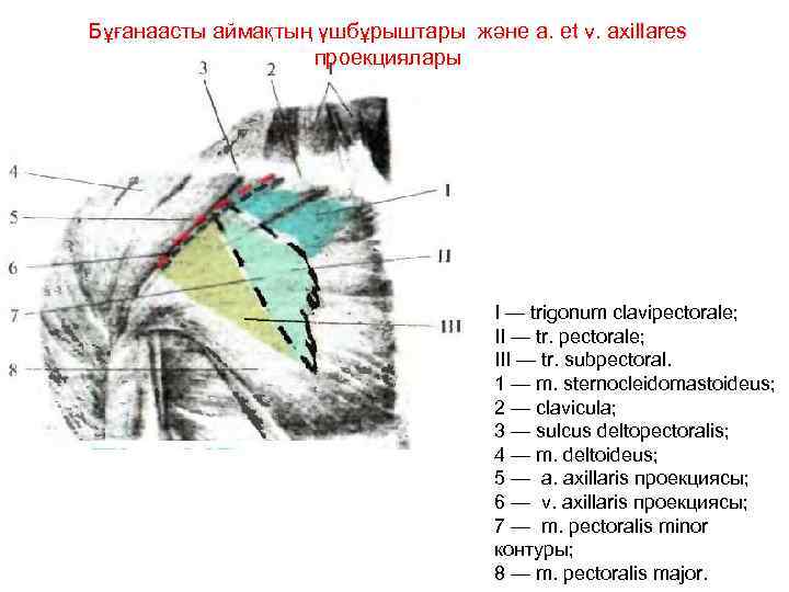 Бұғанаасты аймақтың үшбұрыштары және a. et v. axillares проекциялары I — trigonum clavipectorale; II