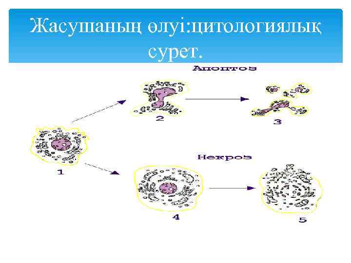 Жасушаның өлуі: цитологиялық сурет. Цитологиялық 