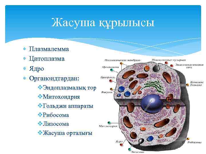 Жасушаның құрылысы фото