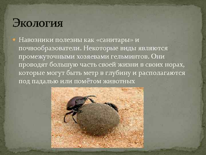 Экология Навозники полезны как «санитары» и почвообразователи. Некоторые виды являются промежуточными хозяевами гельминтов. Они