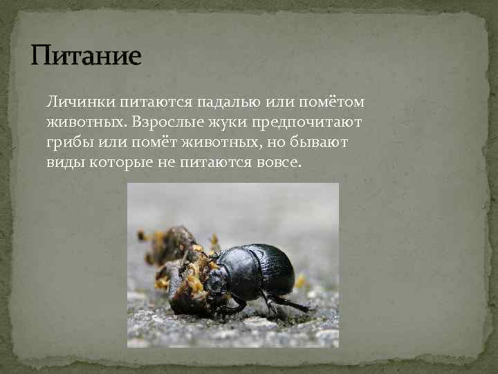 Питание Личинки питаются падалью или помётом животных. Взрослые жуки предпочитают грибы или помёт животных,