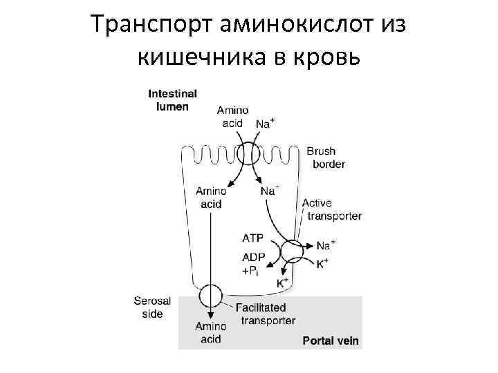 Обмен аминокислот -Переваривание белков — деградация белков в