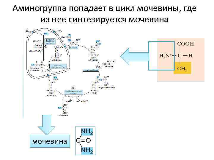 Аминогруппа попадает в цикл мочевины, где из нее синтезируется мочевина 