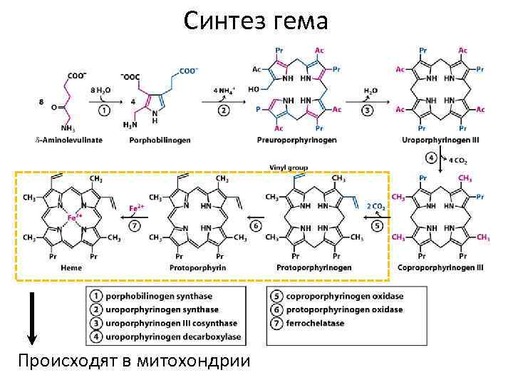 Распад гема биохимия схема