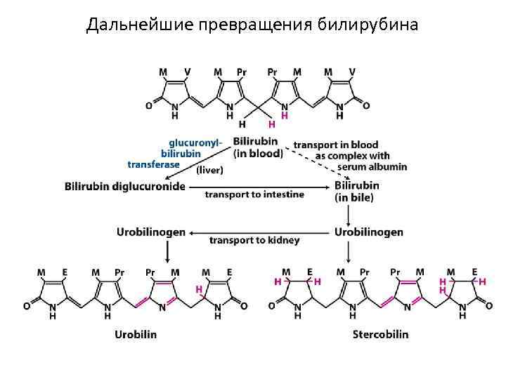 Дальнейшие превращения билирубина 