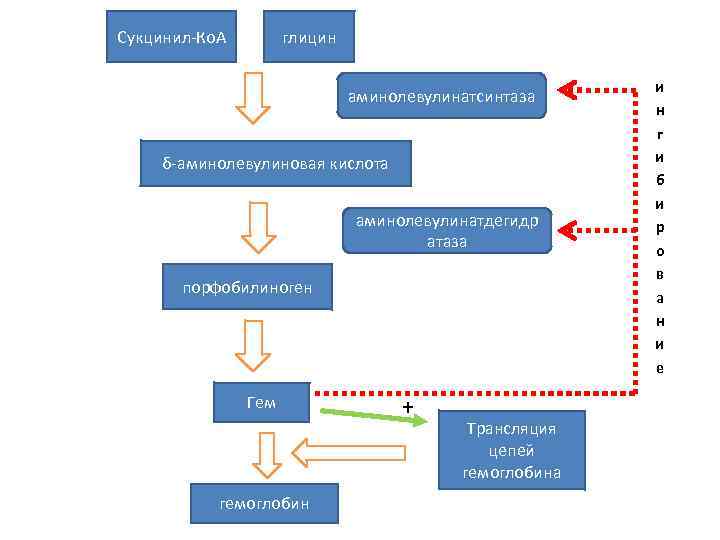 Сукцинил-Ко. А глицин аминолевулинатсинтаза δ-аминолевулиновая кислота аминолевулинатдегидр атаза порфобилиноген Гем гемоглобин + Трансляция цепей