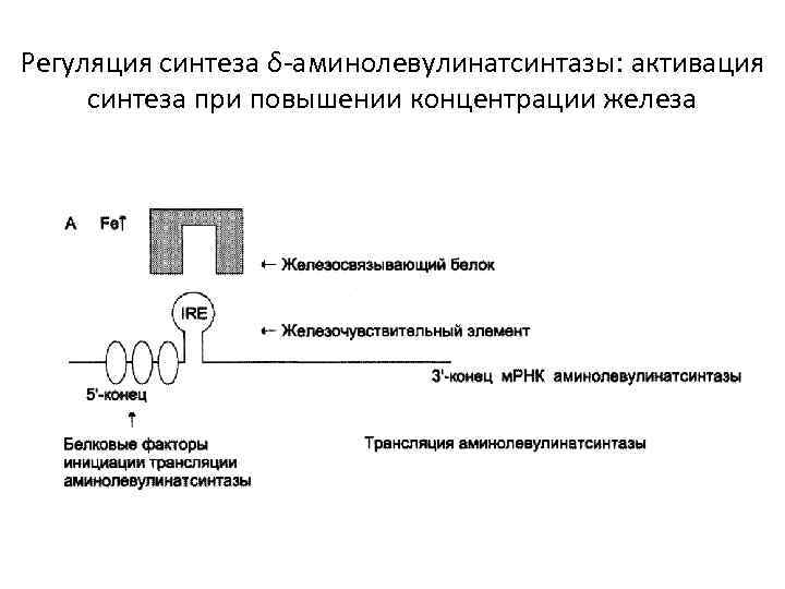 Регуляция синтеза δ-аминолевулинатсинтазы: активация синтеза при повышении концентрации железа 