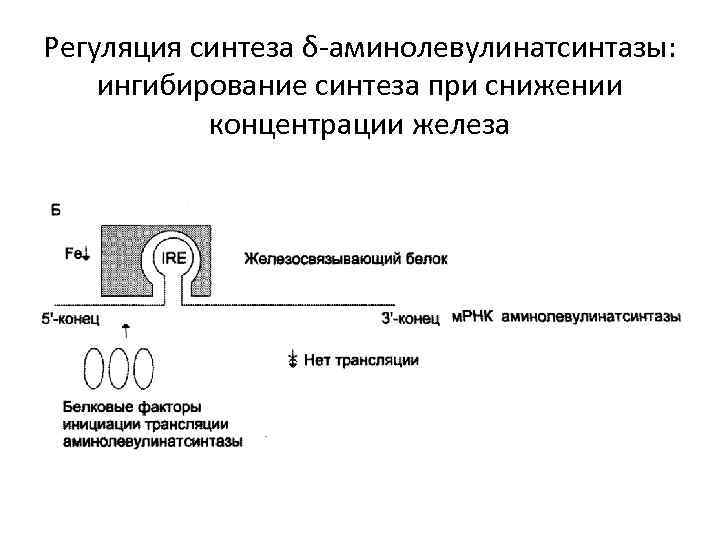 Регуляция синтеза δ-аминолевулинатсинтазы: ингибирование синтеза при снижении концентрации железа 