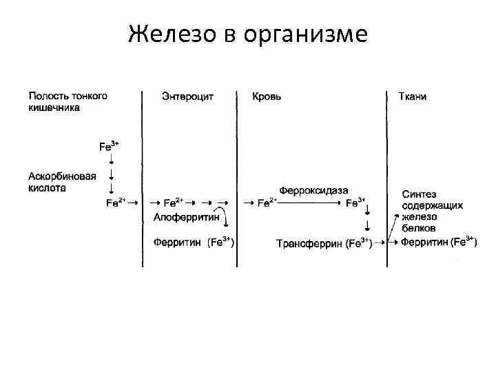 Железо в организме 