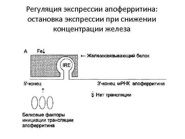 Регуляция экспрессии апоферритина: остановка экспрессии при снижении концентрации железа 