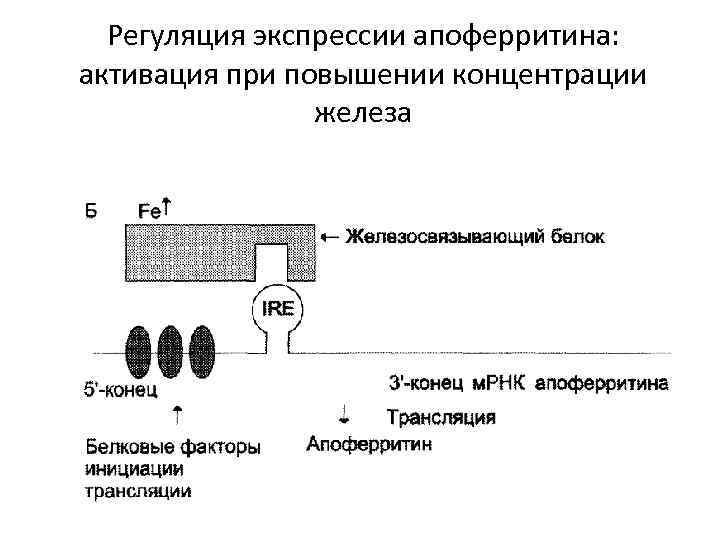 Регуляция экспрессии апоферритина: активация при повышении концентрации железа 