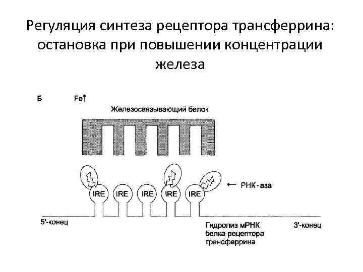 Регуляция синтеза рецептора трансферрина: остановка при повышении концентрации железа 