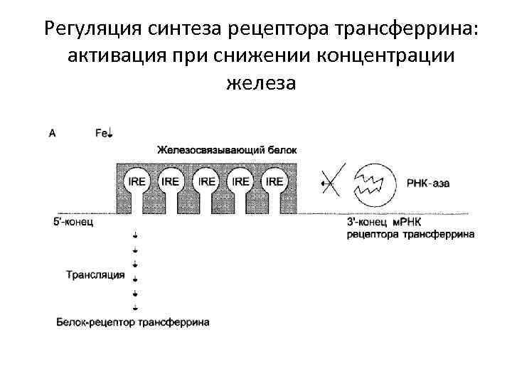 Регуляция синтеза рецептора трансферрина: активация при снижении концентрации железа 