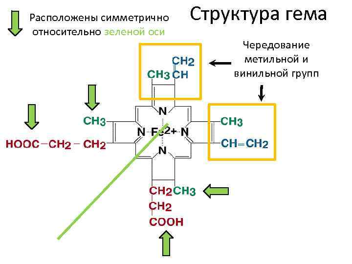 Расположены симметрично относительно зеленой оси Структура гема Чередование метильной и винильной групп 