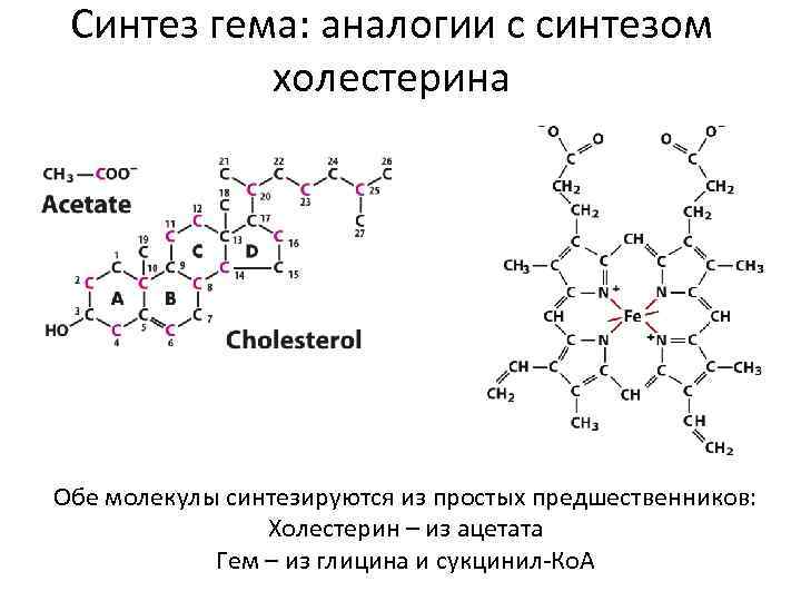 Синтез гема: аналогии с синтезом холестерина Обе молекулы синтезируются из простых предшественников: Холестерин –