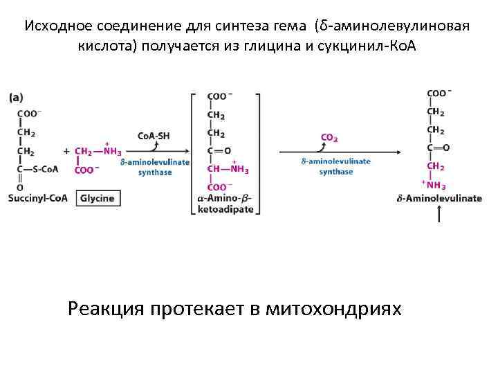 Исходный продукт это. Синтез гема из глицина. Синтез сукцинил КОА. Начальная реакция синтеза гема. Дельта аминолевулиновая кислота Синтез.