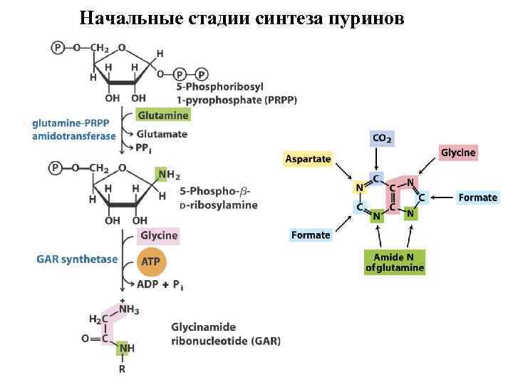 Синтез пуриновых оснований схема