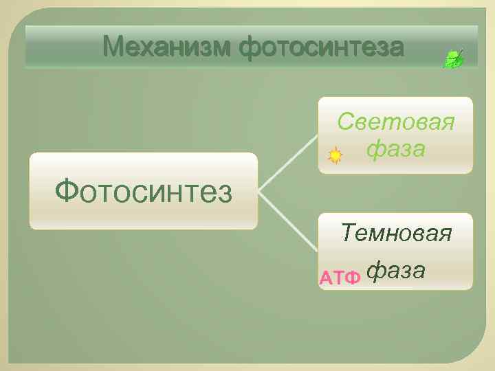 Механизм фотосинтеза Световая фаза Фотосинтез Темновая АТФ фаза 