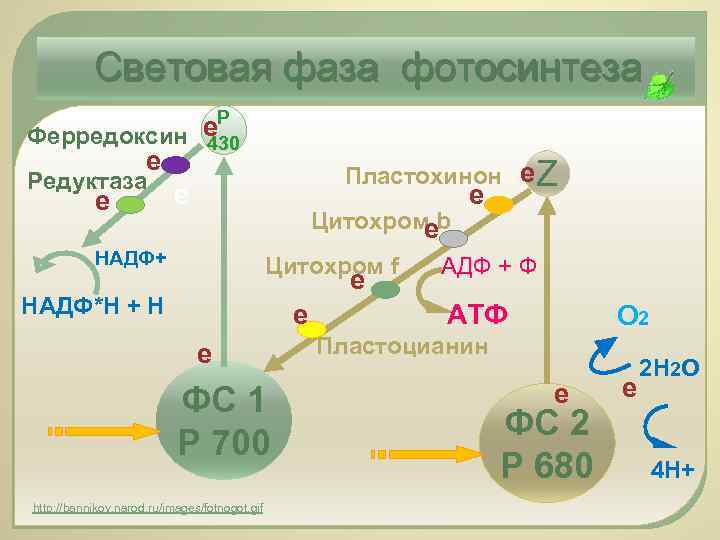 Световая фаза фотосинтеза является