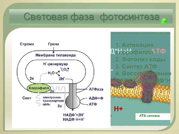 Световая фаза фотосинтеза е- 1. Активация НАД*Н+Н АТФ хлорофилла 2. Фотолиз воды е- е-