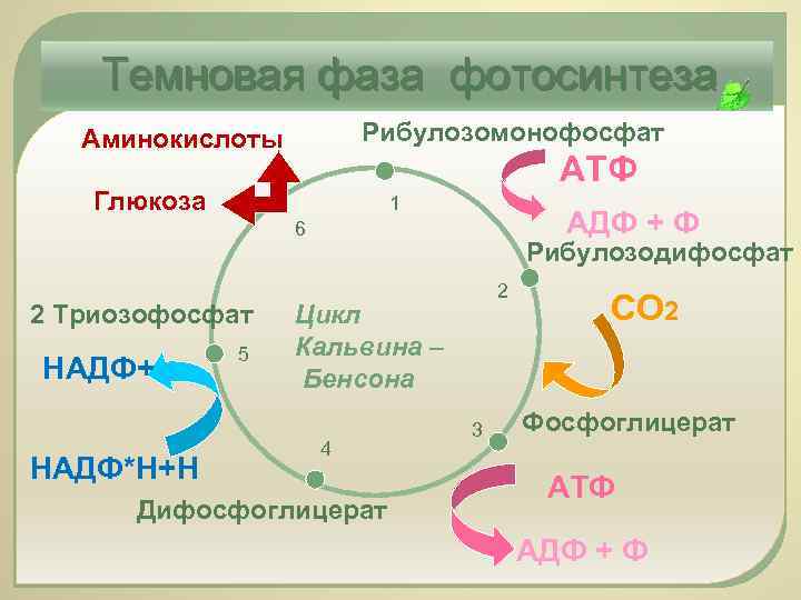 Темновая фаза фотосинтеза Рибулозомонофосфат Аминокислоты АТФ Глюкоза 1 АДФ + Ф 6 2 Триозофосфат