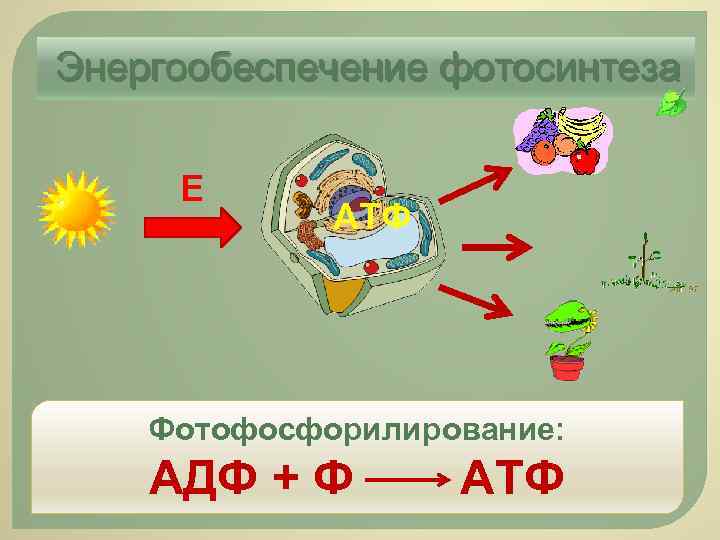 Атф в процессе фотосинтеза