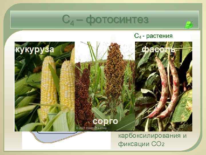 С 4 – фотосинтез С 4 -метаболизм: пространственное разделение карбоксилирования и фиксации СО 2
