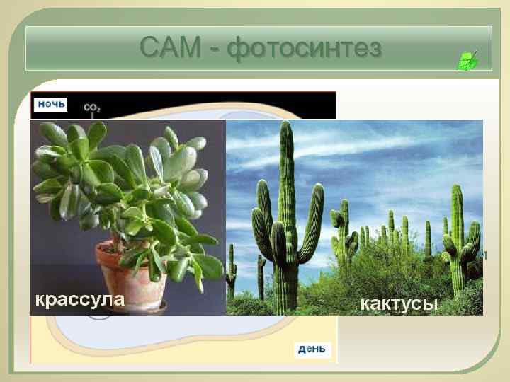 САМ - фотосинтез САМметаболизм: временное разделение карбоксилирования и фиксации СО 2 