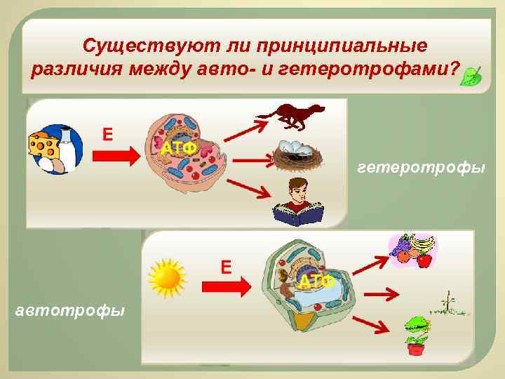 Существуют ли принципиальные различия между авто- и гетеротрофами? гетеротрофы автотрофы 
