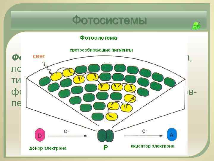 Фотосистемы Фотосистема – это комплекс молекул, локализованный в мембранах тилакоидов, состоящий из фотосинтезирующих пигментов