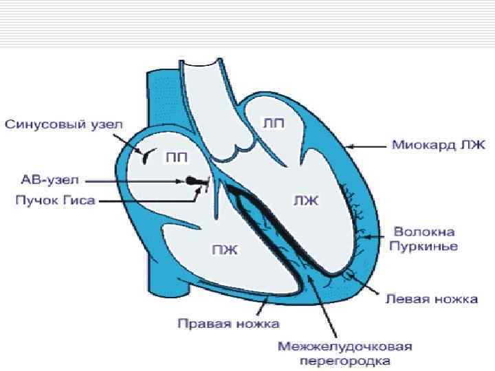 Обозначение зубцов экг p q r s t ввел