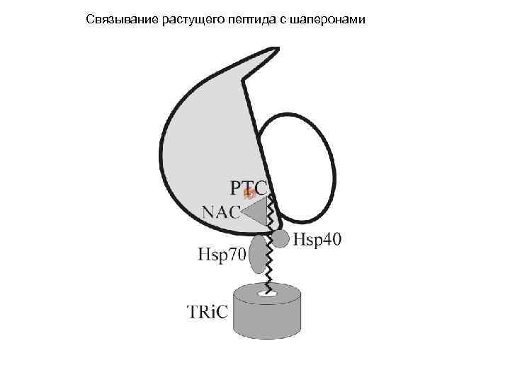 Связывание растущего пептида с шаперонами 