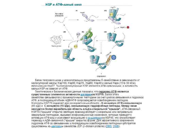 HSP и АТФ-азный цикл 