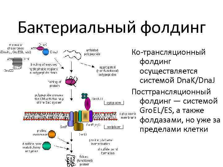 Фолдинг белка презентация