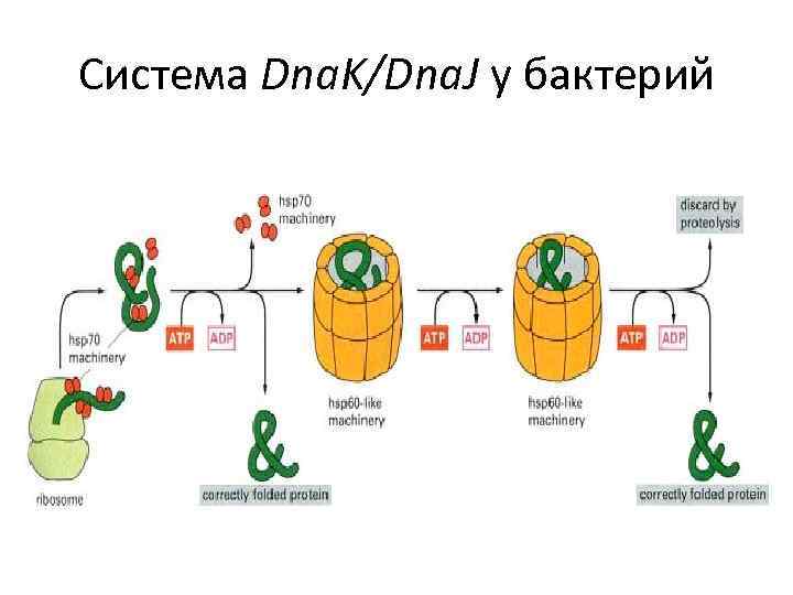 Система Dna. K/Dna. J у бактерий 