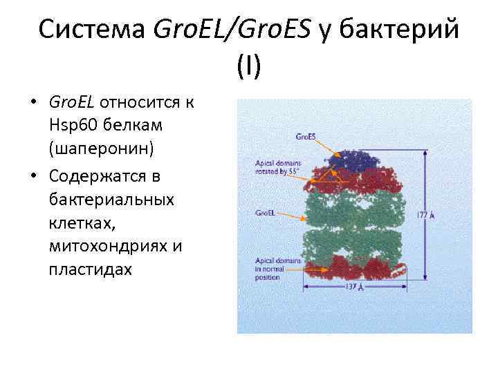 Система Gro. EL/Gro. ES у бактерий (І) • Gro. EL относится к Hsp 60