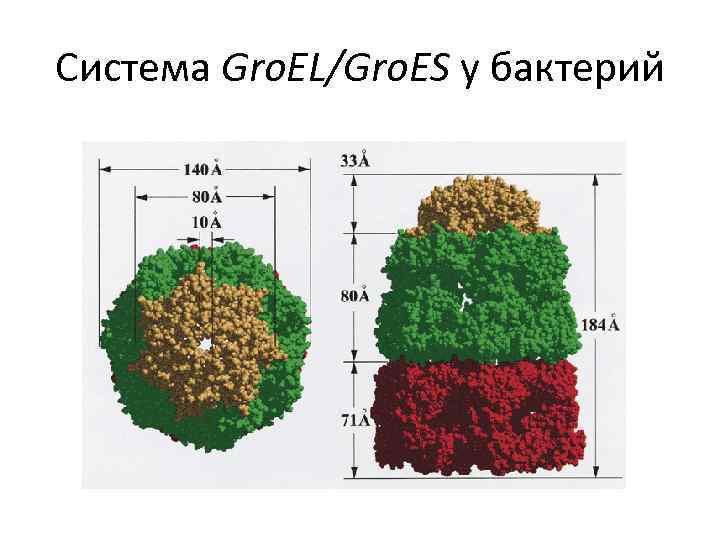 Система Gro. EL/Gro. ES у бактерий 