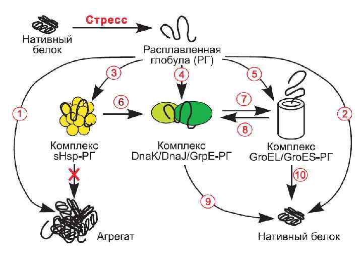 Фолдинг белка. Фолдинг белка этапы. Фолдинг белка совершается в несколько стадий, кроме. Фолдинг белков биохимия. Фолдинг белков схема.