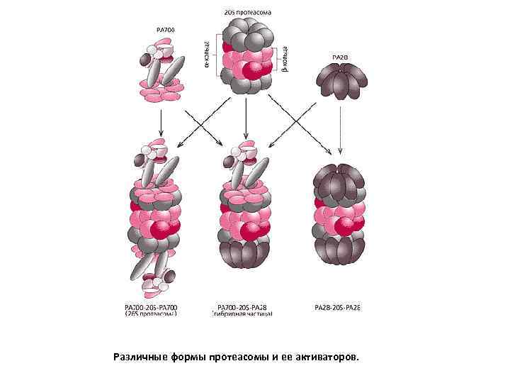 Различные формы протеасомы и ее активаторов. 
