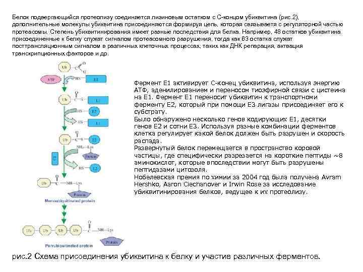 Белок подвергающийся протеолизу соединяется лизиновым остатком с С-концом убиквитина (рис. 2), дополнительные молекулы убиквитина
