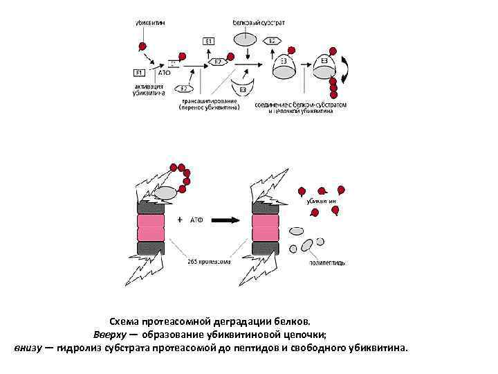 Схема протеасомной деградации белков. Вверху — образование убиквитиновой цепочки; внизу — гидролиз субстрата протеасомой