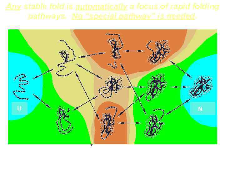 Any stable fold is automatically a focus of rapid folding pathways. No “special pathway”