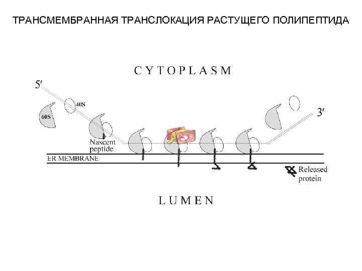ТРАНСМЕМБРАННАЯ ТРАНСЛОКАЦИЯ РАСТУЩЕГО ПОЛИПЕПТИДА 