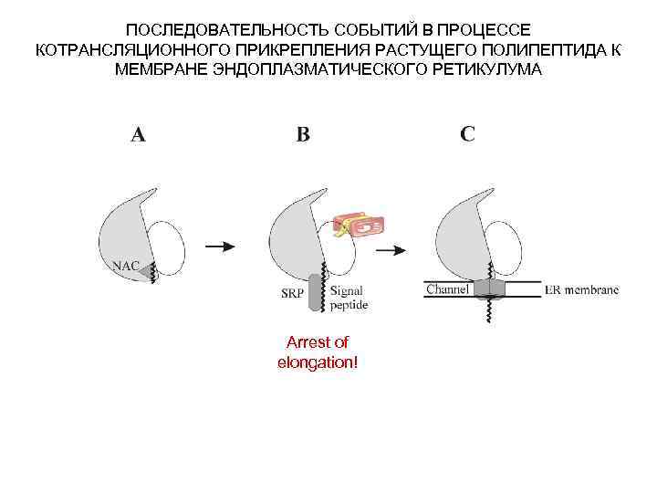 ПОСЛЕДОВАТЕЛЬНОСТЬ СОБЫТИЙ В ПРОЦЕССЕ КОТРАНСЛЯЦИОННОГО ПРИКРЕПЛЕНИЯ РАСТУЩЕГО ПОЛИПЕПТИДА К МЕМБРАНЕ ЭНДОПЛАЗМАТИЧЕСКОГО РЕТИКУЛУМА Arrest of