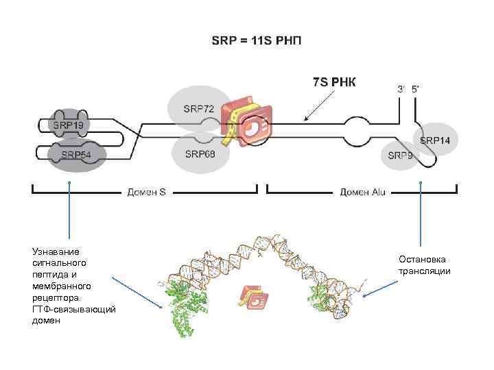 Узнавание сигнального пептида и мембранного рецептора. ГТФ-связывающий домен Остановка трансляции 