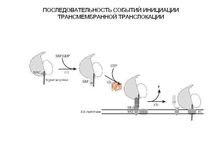 ПОСЛЕДОВАТЕЛЬНОСТЬ СОБЫТИЙ ИНИЦИАЦИИ ТРАНСМЕМБРАННОЙ ТРАНСЛОКАЦИИ 