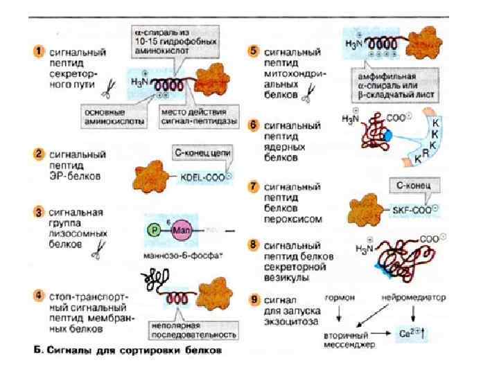 Фолдинг белка. Фолдинг белка схема. Фолдинг белков биохимия. Складывание белков. Последовательность фолдинга белков.