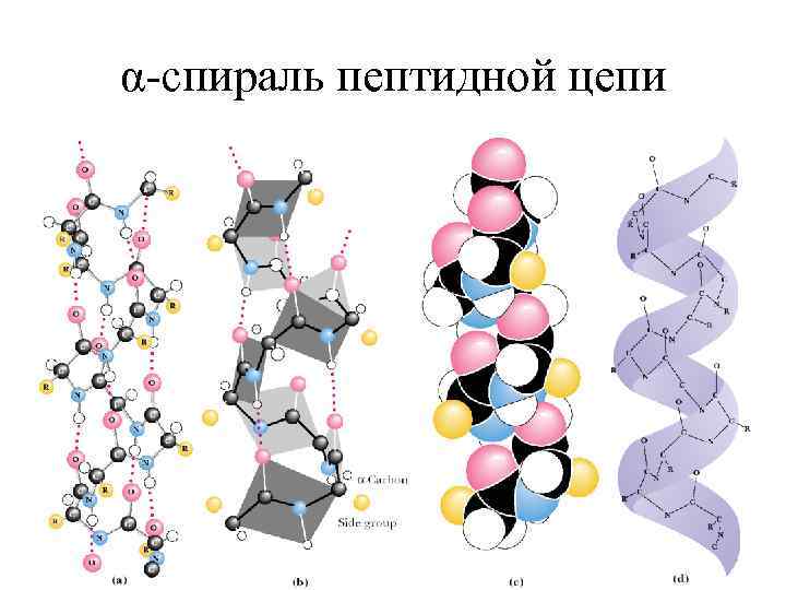 Фолдинг белка. Фолдинг полипептидных цепей. Фолдинг белков биохимия. Этапы фолдинга белка. Α-спираль пептидов и белков.